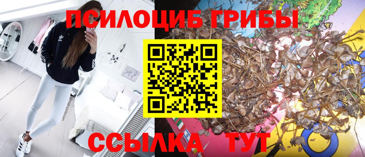 как найти   Вход с VPN  Урюпинск  Псилоцибиновые грибы Cubensis  Псилоцибиновые грибы Cubensis 